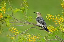 Golden-fronted Woodpecker (Melanerpes aurifrons) female, Texas