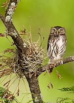 Ferruginous Pygmy Owl (Glaucidium brasilianum), Texas