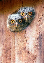 Eastern Screech Owl (Megascops asio) chicks peering out of nest box, Texas