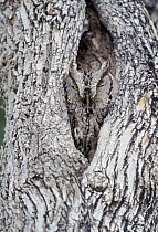 Eastern Screech Owl (Megascops asio) looking out from hole in tree trunk, Texas