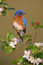 Eastern Bluebird (Sialia sialis) male, Texas