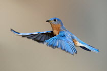 Eastern Bluebird (Sialia sialis) male in flight, Texas