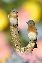 Eastern Bluebird (Sialia sialis) pair, Texas