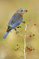 Eastern Bluebird (Sialia sialis) eating berries, Texas