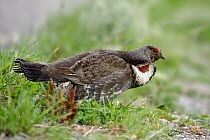 Blue Grouse (Dendragapus obscurus) male, Montana