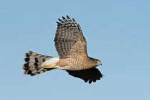 Cooper's Hawk (Accipiter cooperii), Texas