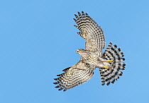 Cooper's Hawk (Accipiter cooperii) juvenile, Texas