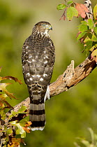 Cooper's Hawk (Accipiter cooperii) juvenile, Texas
