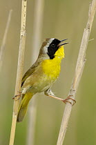 Common Yellowthroat (Geothlypis trichas) male singing, Texas