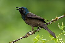 Common Grackle (Quiscalus quiscula) male calling, Texas