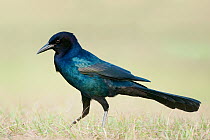 Common Grackle (Quiscalus quiscula) male, Texas