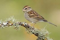 Chipping Sparrow (Spizella passerina), Texas