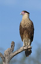 Northern Caracara (Caracara cheriway) juvenile, Texas