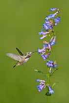 Calliope Hummingbird (Stellula calliope) feeding on nectar, Montana