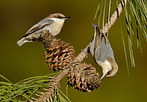 Brown-headed Nuthatch (Sitta pusilla) pair foraging on pine cones, Texas