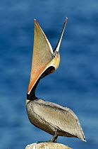 Brown Pelican (Pelecanus occidentalis), Texas
