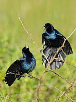 Boat-tailed Grackle (Quiscalus major) displaying males, Texas