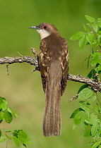 Black-billed Cuckoo (Coccyzus erythropthalmus), Texas