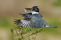 Belted Kingfisher (Megaceryle alcyon) carrying fish prey, Texas