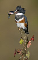 Belted Kingfisher (Megaceryle alcyon) female carrying a fish, Texas