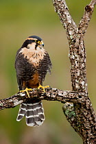 Aplomado Falcon (Falco femoralis), Florida