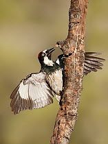 Acorn Woodpecker (Melanerpes formicivorus), Arizona