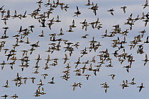 Blue-winged Teal (Anas discors) flock flying, Florida