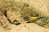 European Bee-eater (Merops apiaster) bringing food to mate at burrow, Castile-La Mancha, Spain