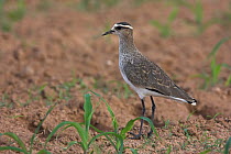 Sociable Lapwing (Vanellus gregarius), Sohar, Oman