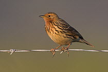 Red-throated Pipit (Anthus cervinus), Lesvos, Greece