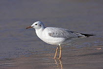 Slender-billed Gull (Larus genei), Al Mughsayl, Oman