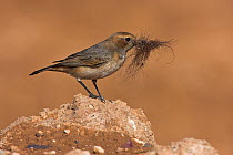 Red-rumped Wheatear (Oenanthe moesta) female carrying nesting material, Guelmim, Morocco