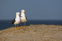 Lesser Black-backed Gull (Larus fuscus) pair, Schleswig-Holstein, Germany