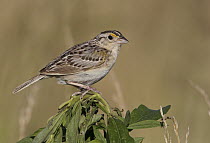 Grasshopper Sparrow (Ammodramus savannarum), Ohio