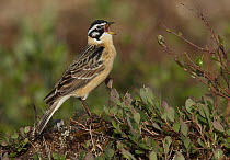 Smith's Longspur (Calcarius pictus) male singing, Alaska