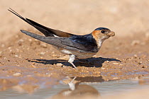 Red-rumped Swallow (Cecropis daurica) carrying mud to build nest, Croatia