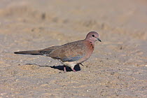 Laughing Dove (Spilopelia senegalensis), Muscat, Oman