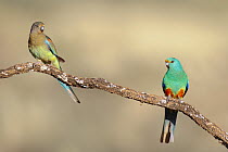 Mulga Parrot (Psephotus varius) female and male, Victoria, Australia