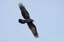 Common Raven (Corvus corax), Mallorca, Spain