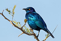 Red-shouldered Glossy-Starling (Lamprotornis nitens) male, Kruger National Park, South Africa