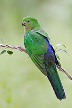 Australian King Parrot (Alisterus scapularis) female, Victoria, Australia