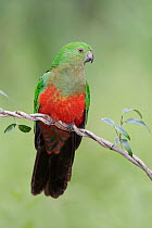 Australian King Parrot (Alisterus scapularis) female, Victoria, Australia