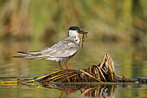 Whiskered Tern (Chlidonias hybrida) with frog prey, Seville, Spain