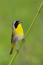 Common Yellowthroat (Geothlypis trichas) male singing, Texas