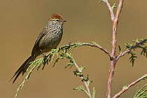 Rusty-crowned Tit-Spinetail (Leptasthenura pileata), Peru