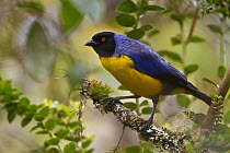 Hooded Mountain-Tanager (Buthraupis montana), Wayqecha Cloud Forest Biological Reserve, Peru