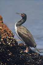 Guanay Cormorant (Phalacrocorax bougainvillii), Islas Ballestas, Peru