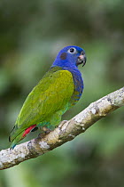 Blue-headed Parrot (Pionus menstruus), Manu National Park, Peru