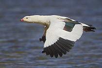 Andean Goose (Chloephaga melanoptera) flying, Peru