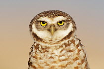 Burrowing Owl (Athene cunicularia), Florida